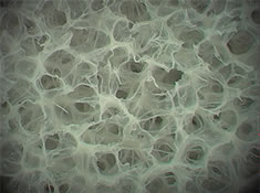 Photograph of the AQUACUBE under the microscope.