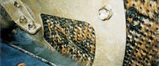 Microorganism on the surface of a cubic latticed contactor