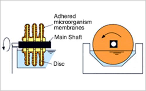 In the Rotating Biological Contactor
