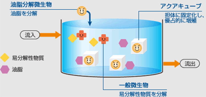 油脂分解微生物